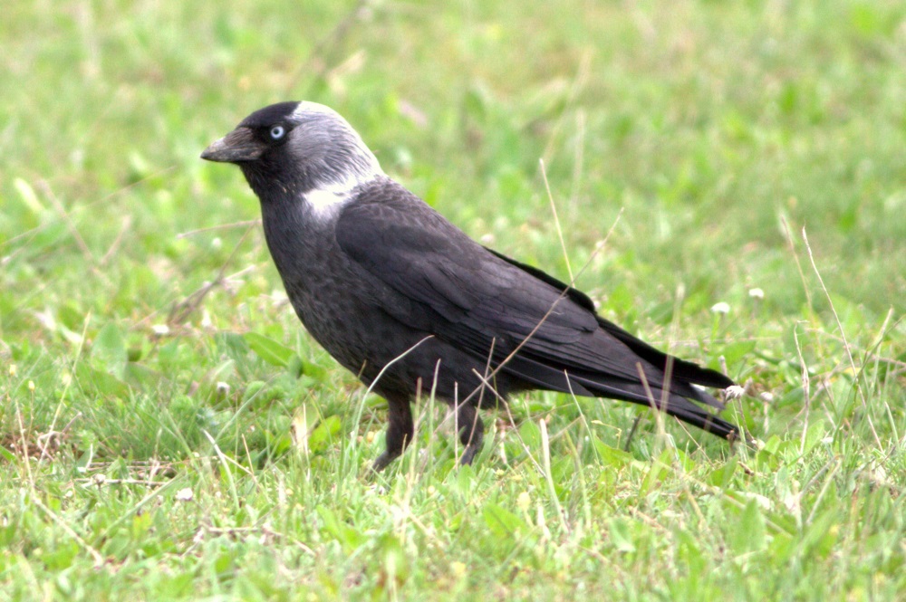 Küçük Karga