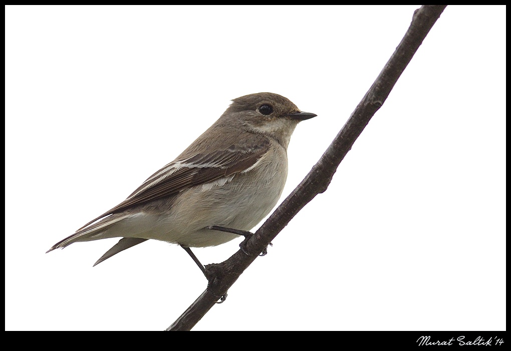 European Pied Flycatcher