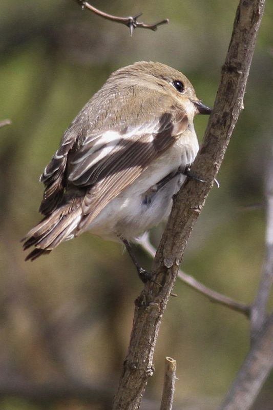 European Pied Flycatcher