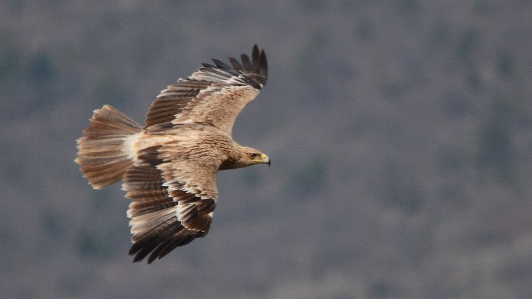 Şah Kartal