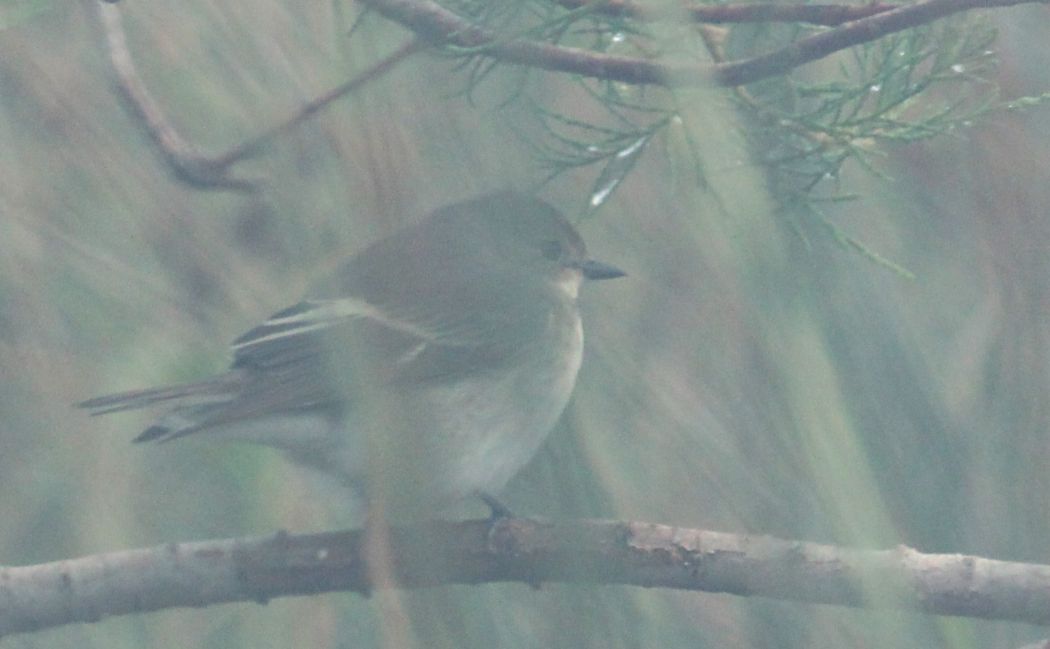 European Pied Flycatcher