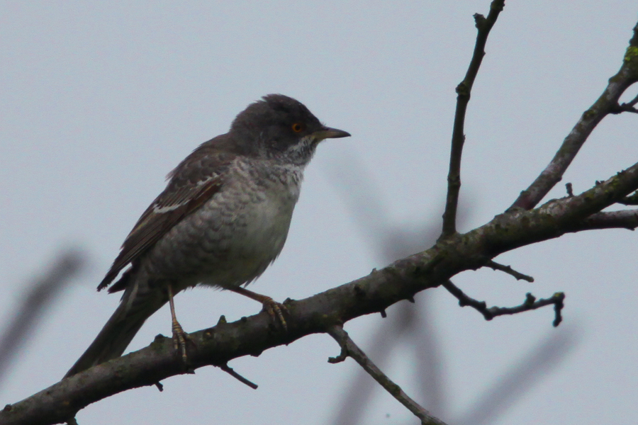Barred Warbler