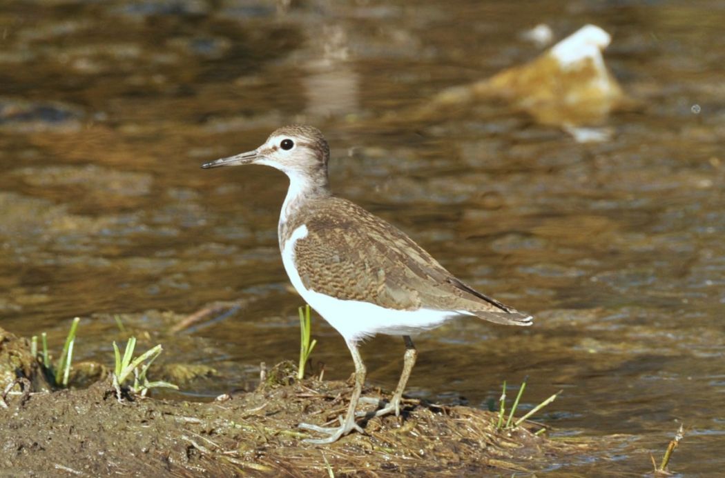 Common Sandpiper
