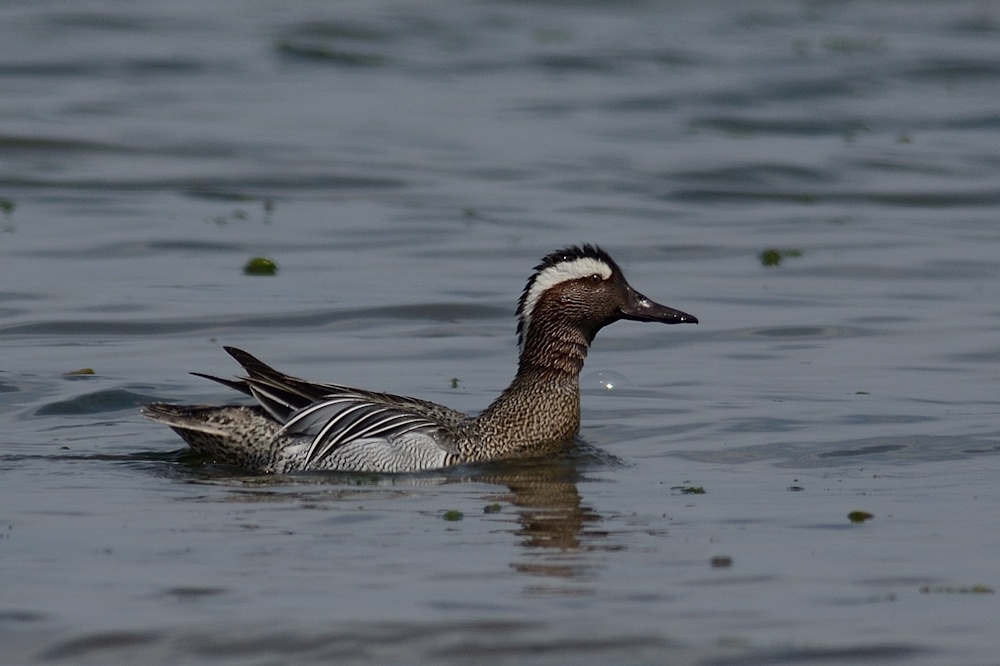 Garganey