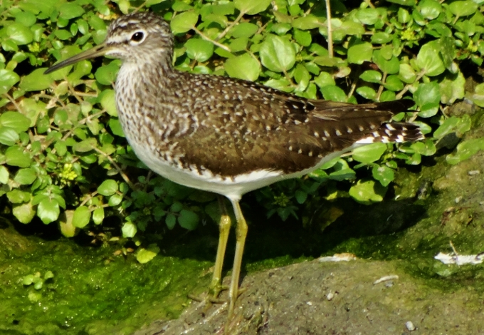 Green Sandpiper