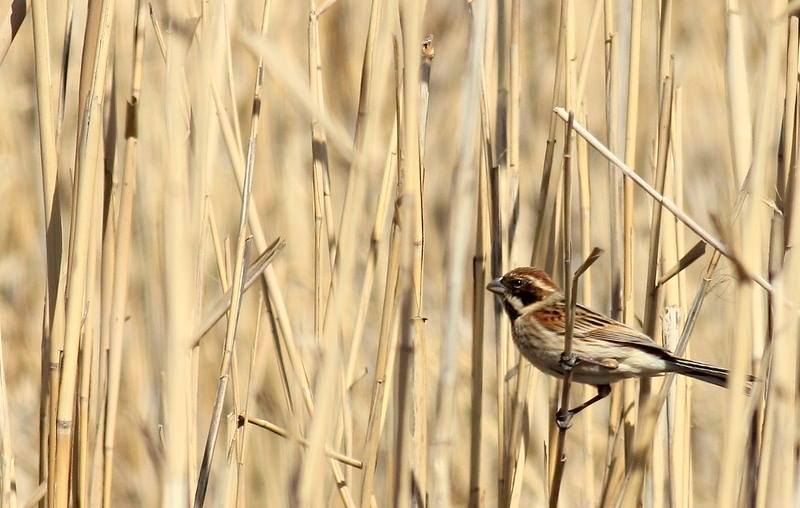 Common Reed Bunting