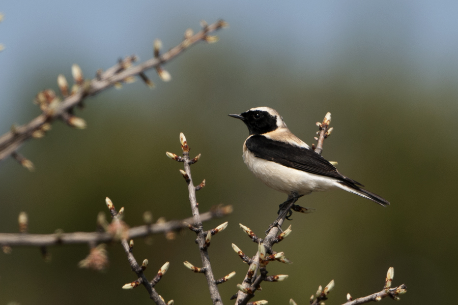Black-eared Wheatear