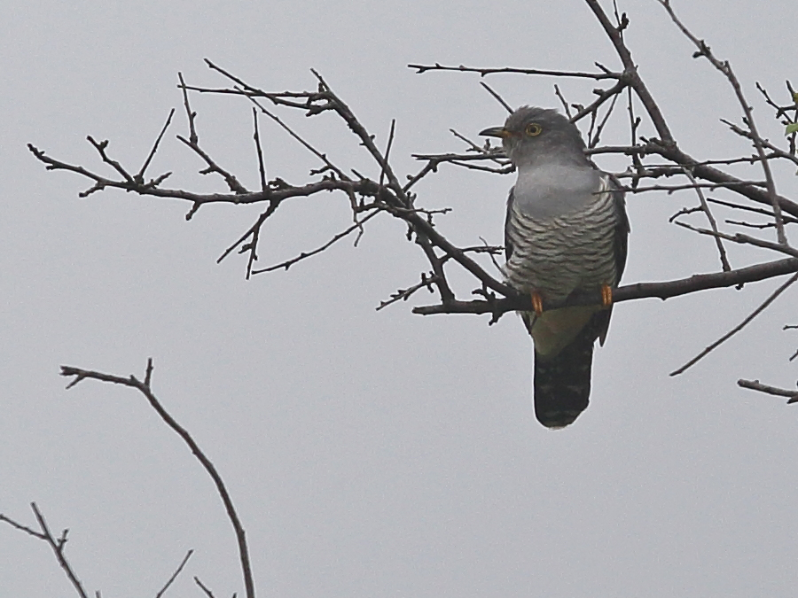 Common Cuckoo