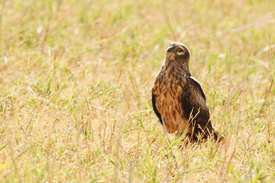 Montagu`s Harrier