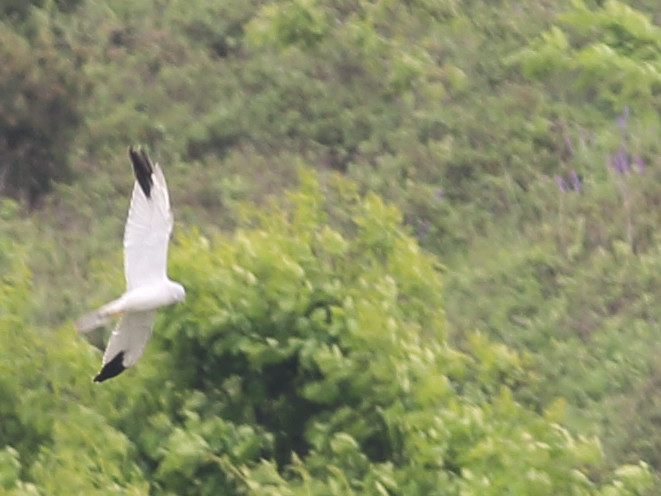 Pallid Harrier