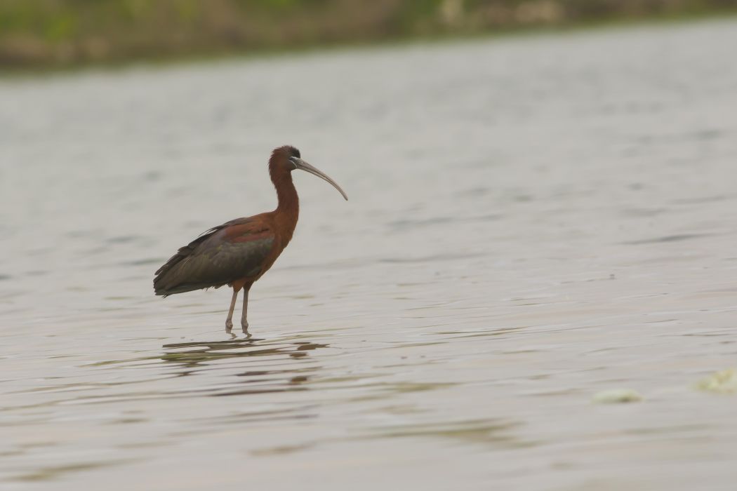 Glossy Ibis