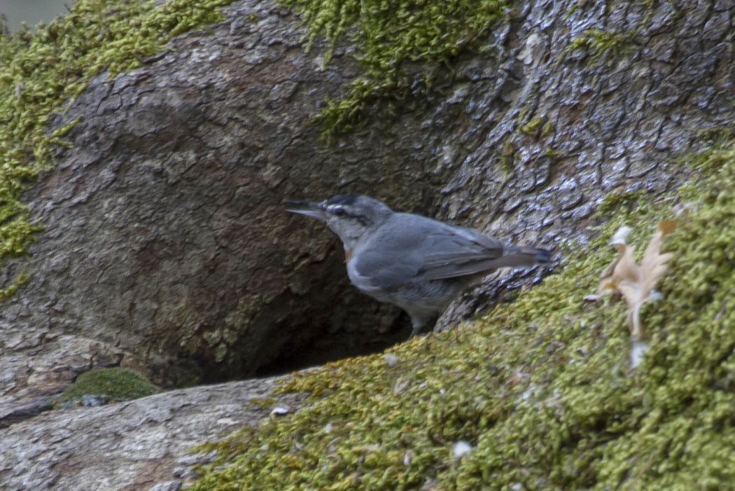 Krüper`s Nuthatch