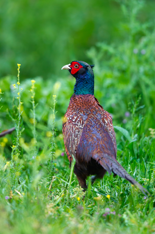 Common Pheasant