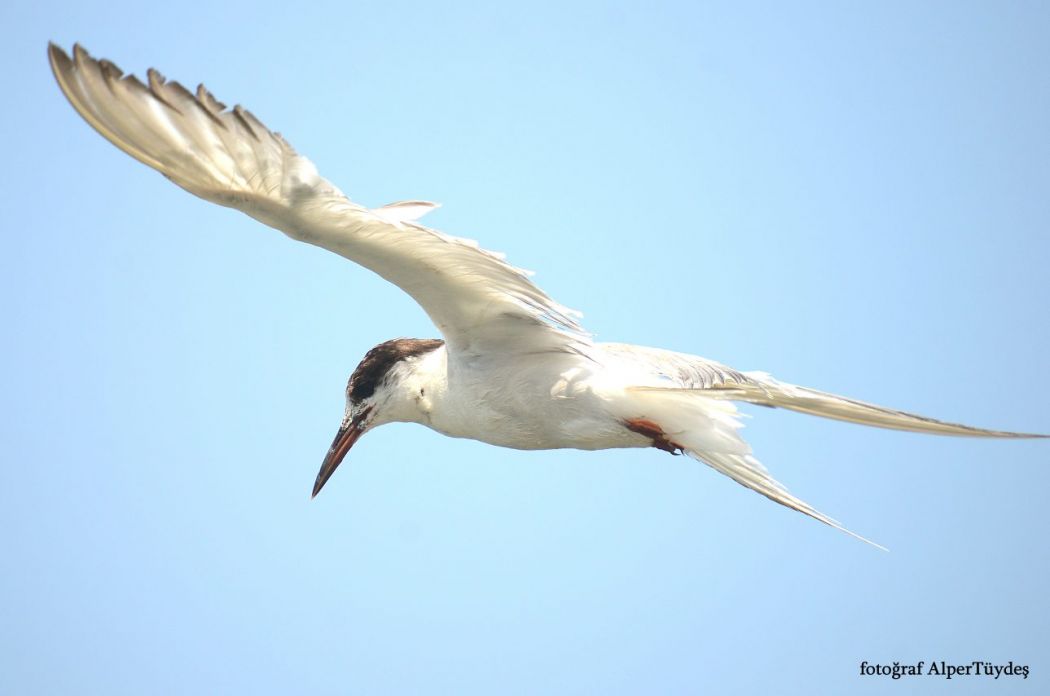 Common Tern