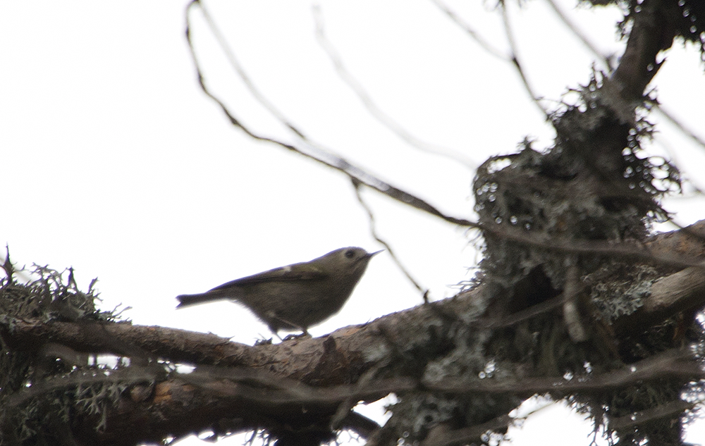 Goldcrest