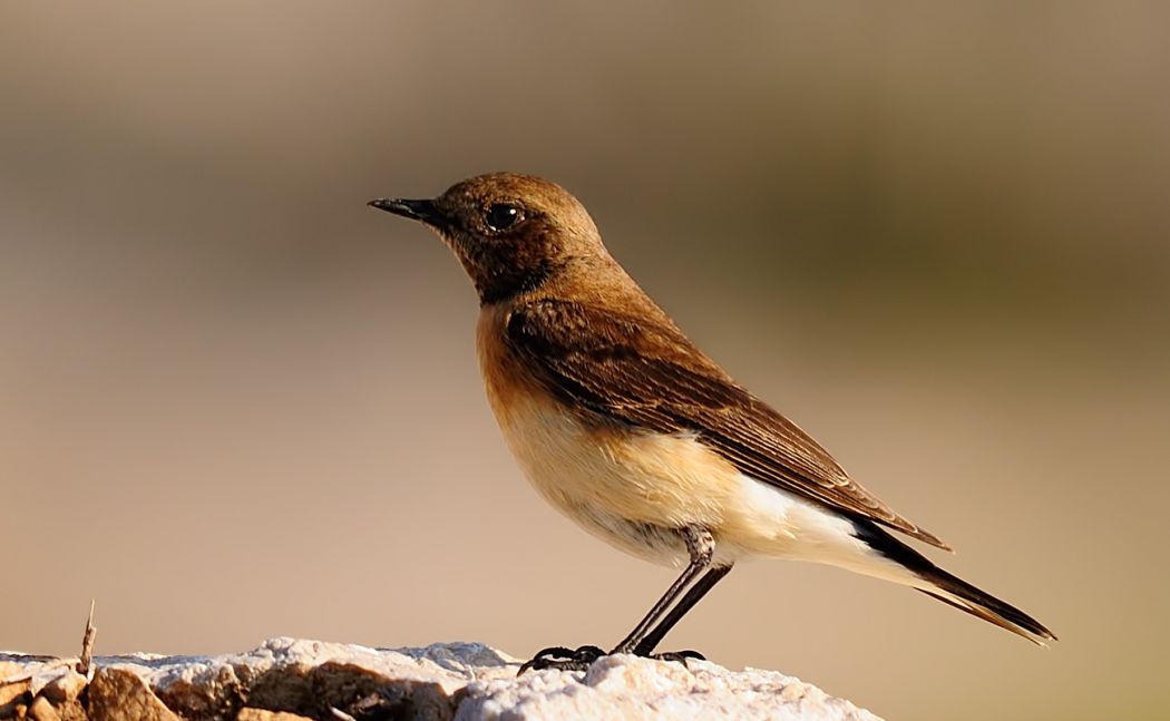 Black-eared Wheatear