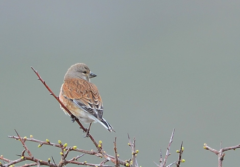 Common Linnet