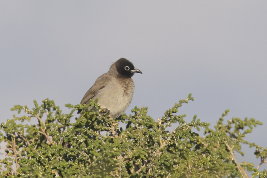White-spectacled Bulbul