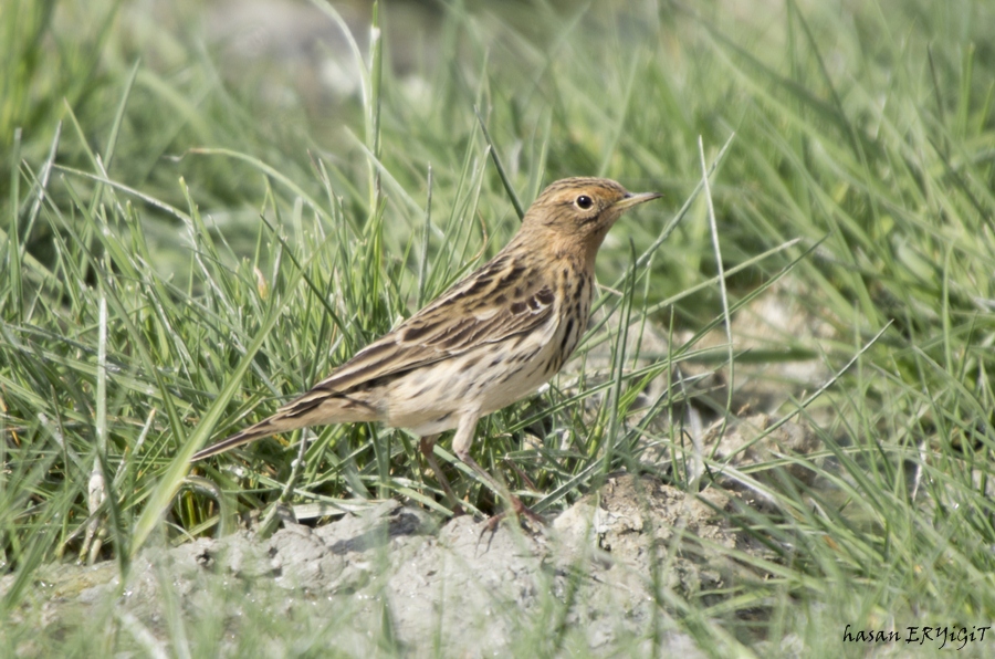 Red-throated Pipit