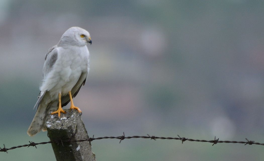 Pallid Harrier