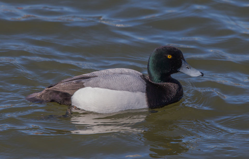 Greater Scaup
