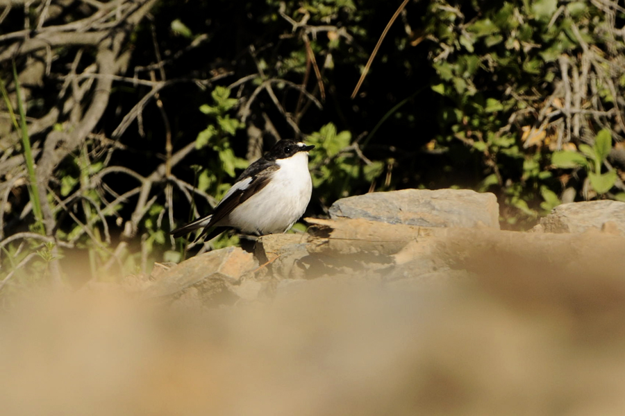 European Pied Flycatcher