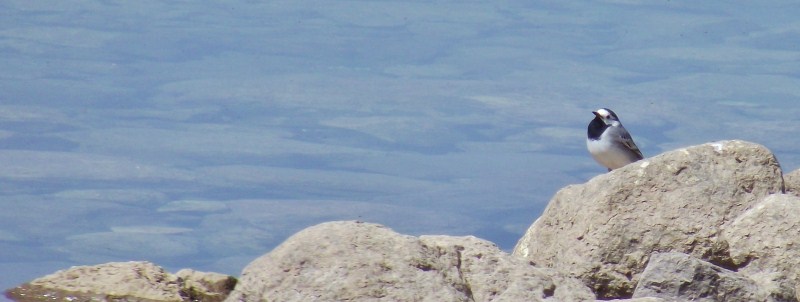 Ak Kuyruksallayan