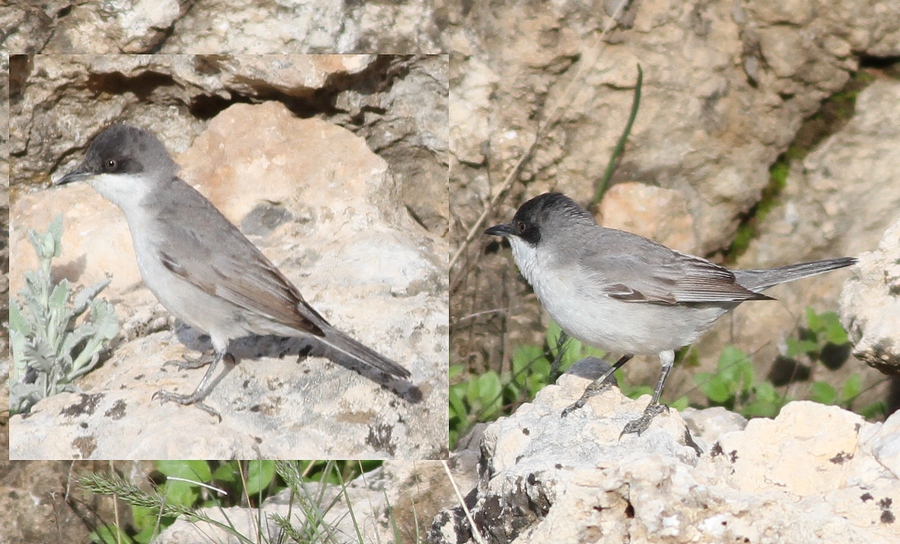 Eastern Orphean Warbler