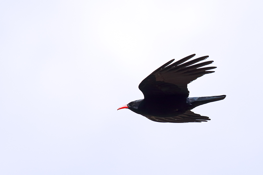 Kırmızıgagalı Dağ Kargası