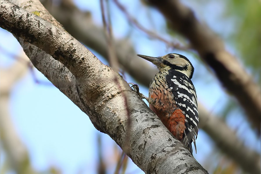 White-backed Woodpecker