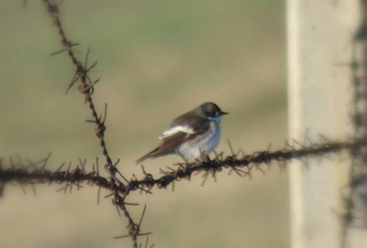 European Pied Flycatcher