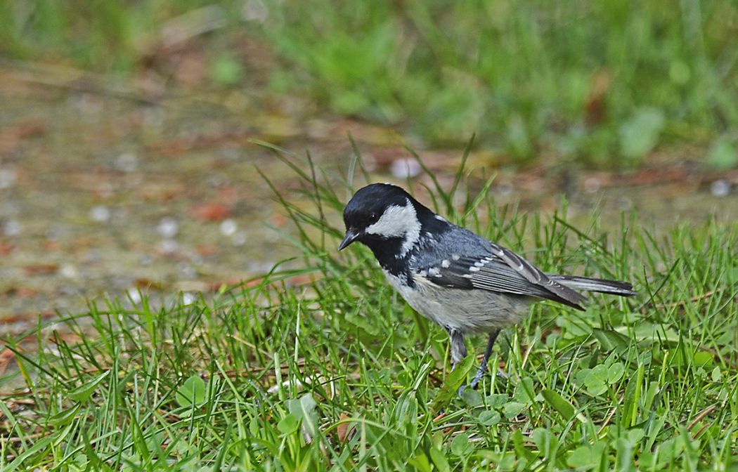 Çam Baştankarası