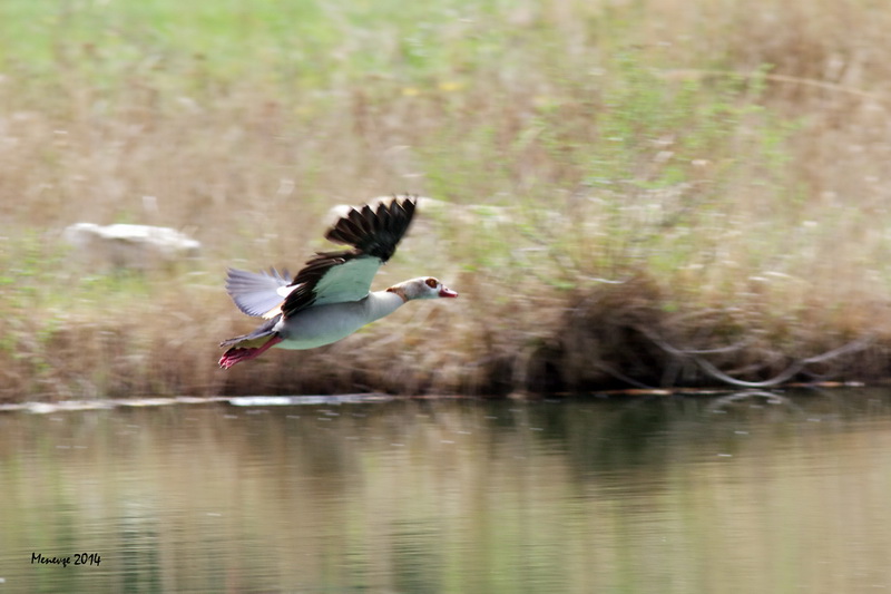 Egyptian Goose