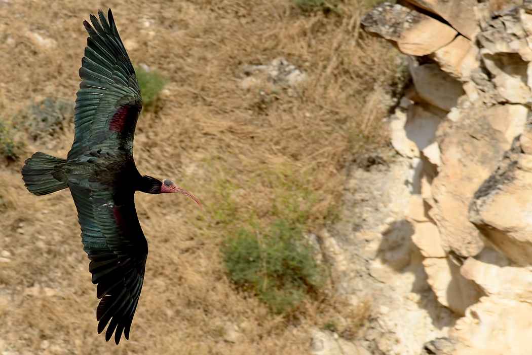 Northern Bald Ibis