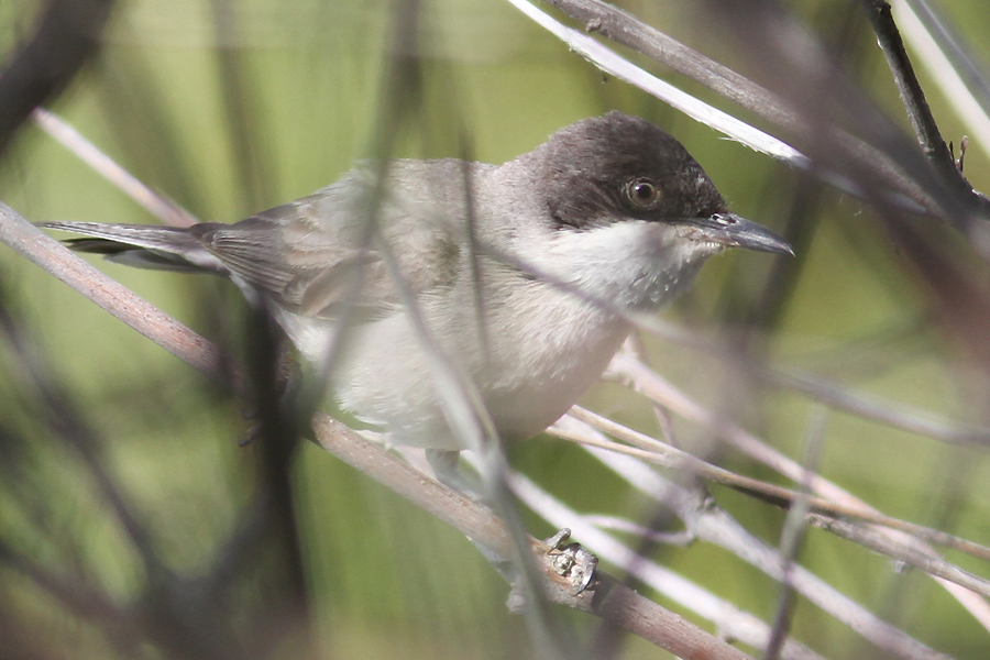 Eastern Orphean Warbler