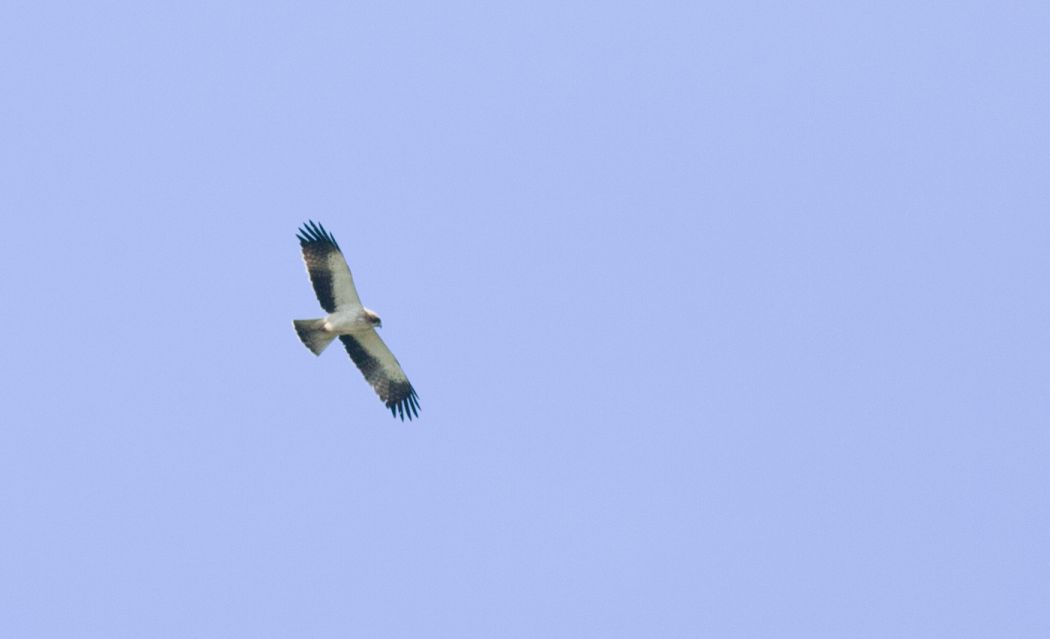 Küçük Kartal