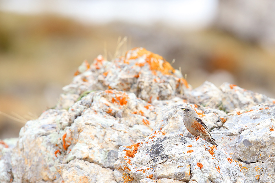 Alpine Accentor