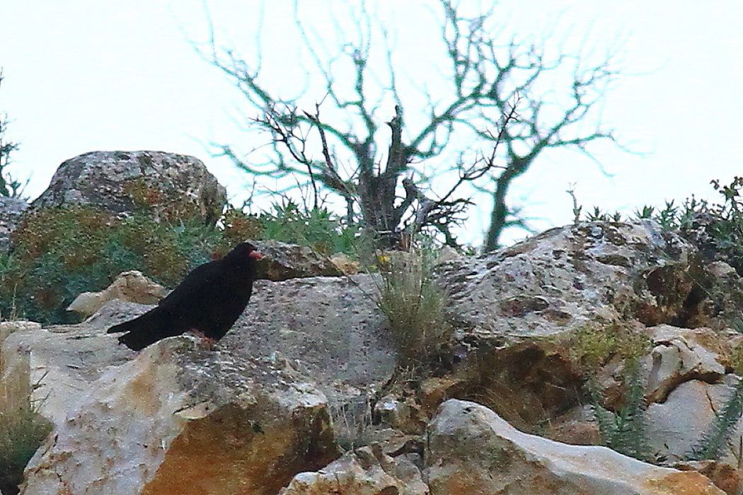 Kırmızıgagalı Dağ Kargası