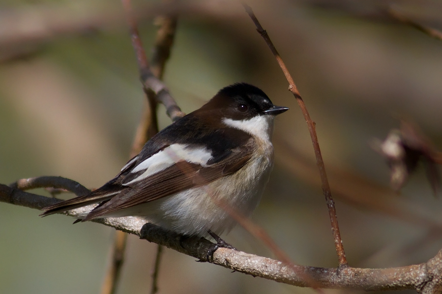 European Pied Flycatcher