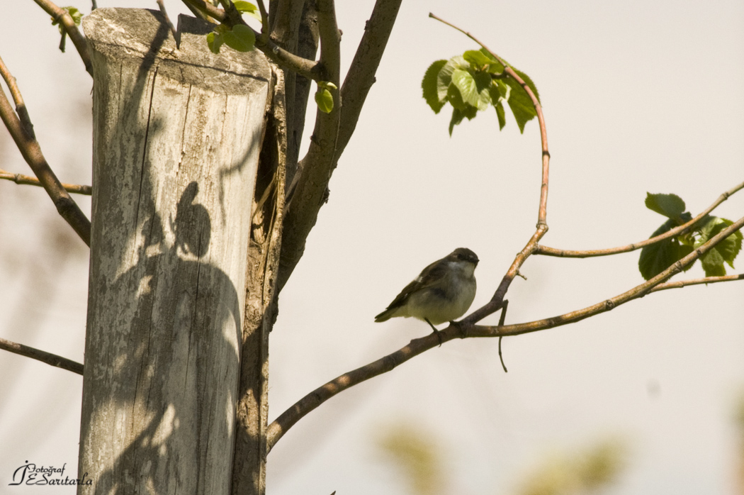 European Pied Flycatcher
