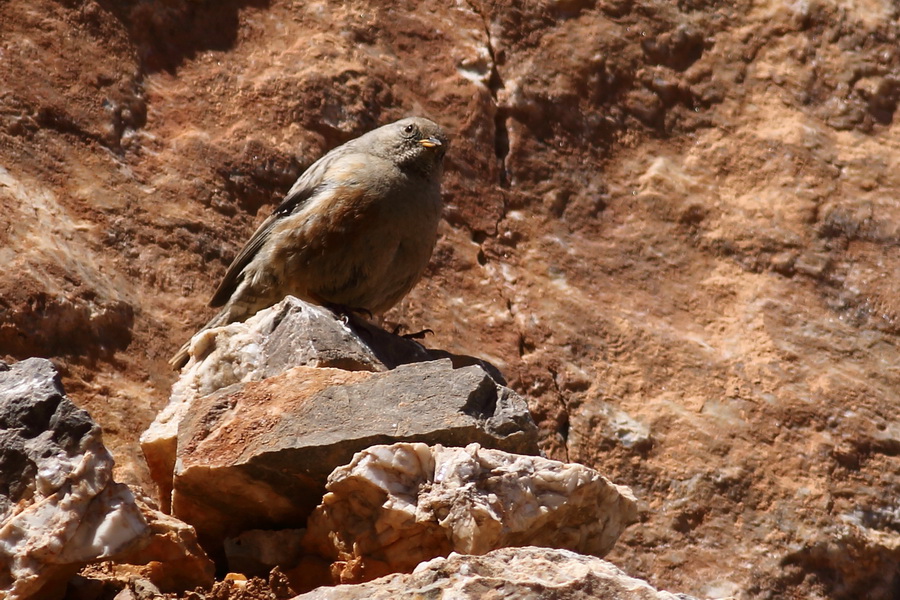 Alpine Accentor