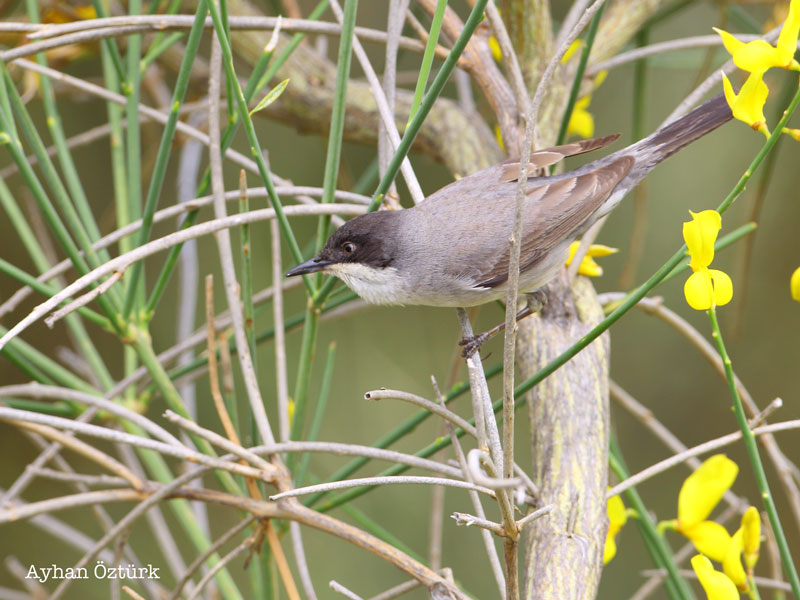 Eastern Orphean Warbler