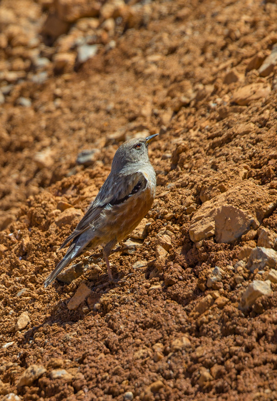 Alpine Accentor
