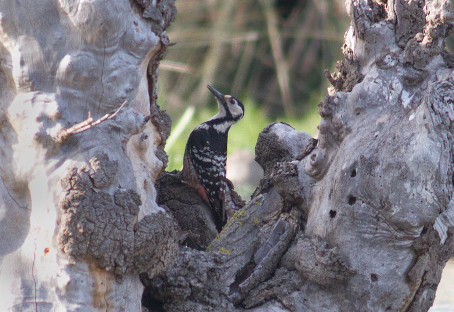 White-backed Woodpecker