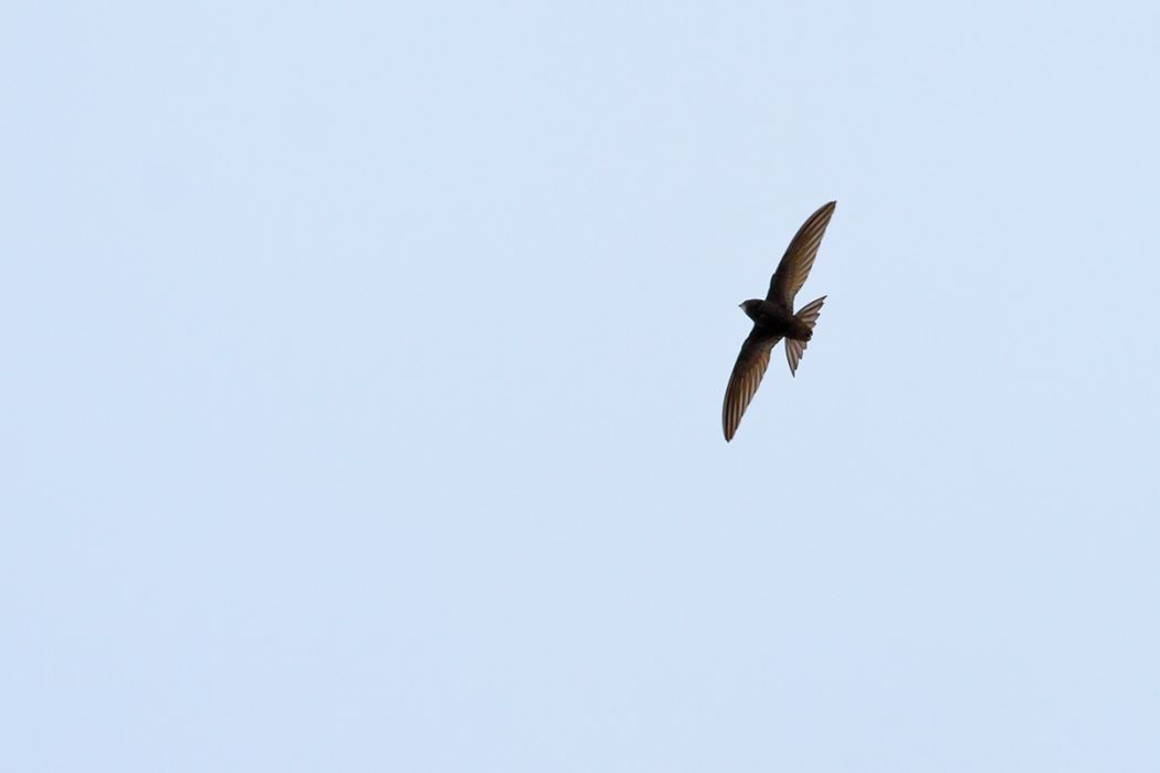 Little Swift