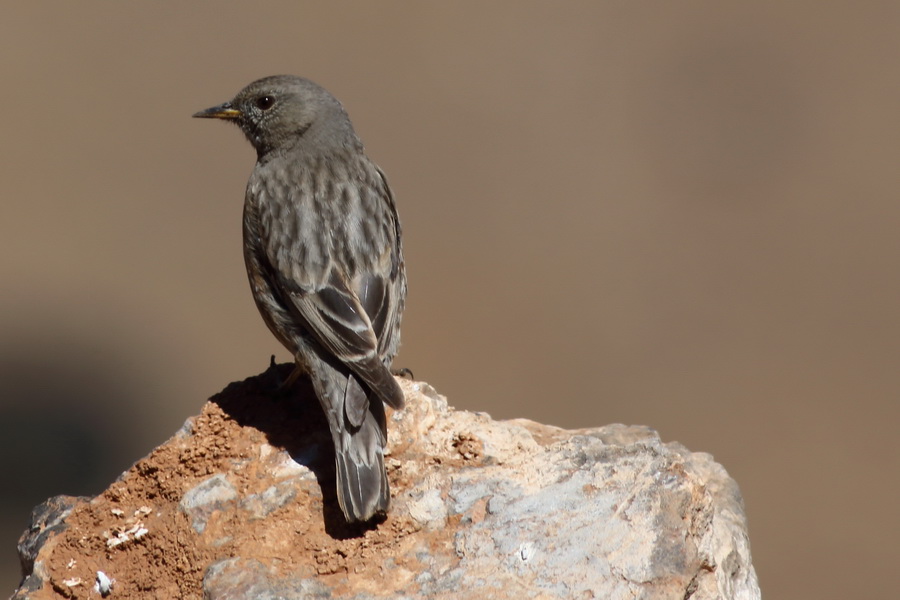 Alpine Accentor