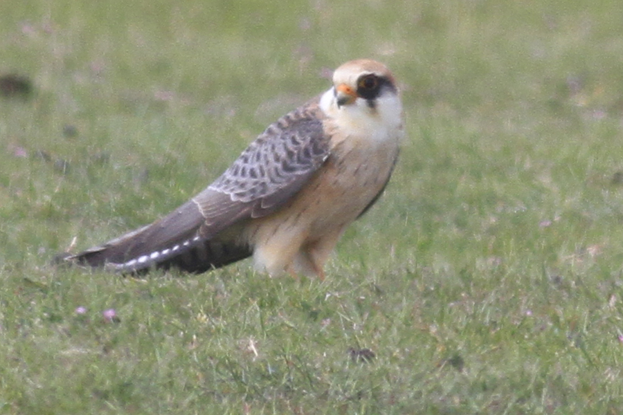 Ala Doğan
