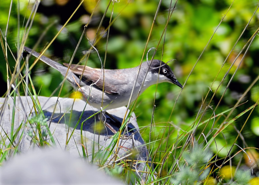Eastern Orphean Warbler