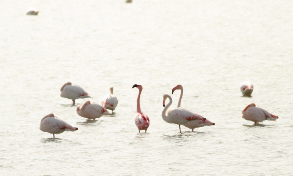 Küçük Flamingo