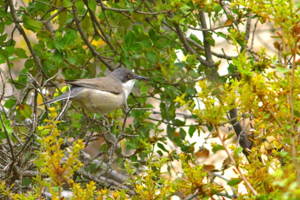 Eastern Orphean Warbler